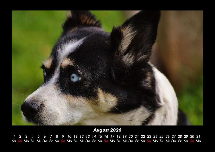 Produktbild: Tiere in der Wildnis 2026 Fotokalender DIN A3