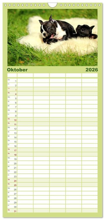 Produktbild: Familienplaner 2026 - Franz&ouml;sische Bulldoggen mit 5 Spalten (Wandkalender, 21 x 45 cm) CALVENDO