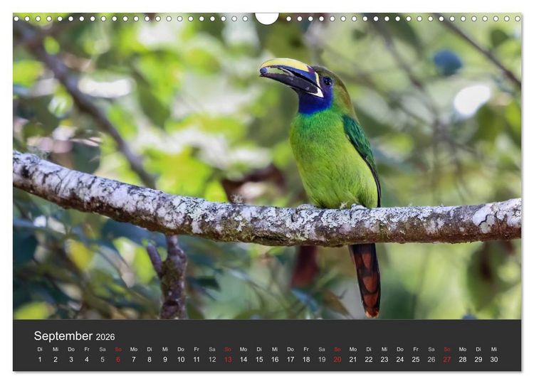 Produktbild: Costa Rica 2026 Exotische Vogelwelt (Wandkalender 2026 DIN A3 quer), CALVENDO Monatskalender