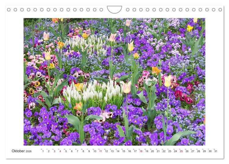 Produktbild: Veilchengew&auml;chse - Stiefm&uuml;tterchen und Hornveilchen (Wandkalender 2026 DIN A4 quer), CALVENDO Monatskalender