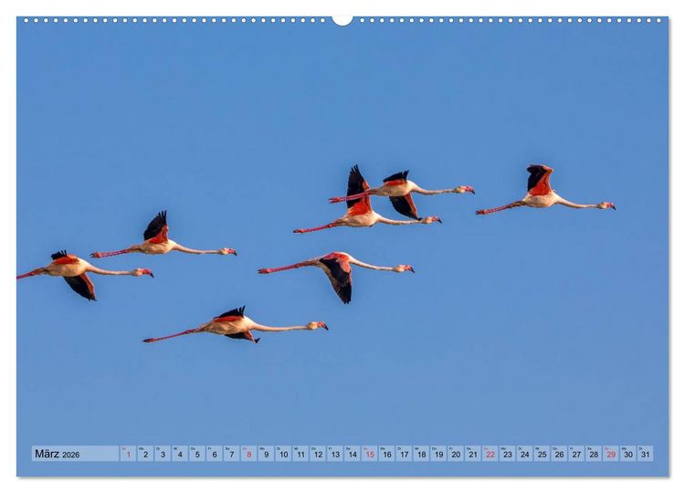 Produktbild: Camargue - Der wilde S&uuml;den Frankreichs (hochwertiger Premium Wandkalender 2026 DIN A2 quer), Kunstdruck in Hochglanz