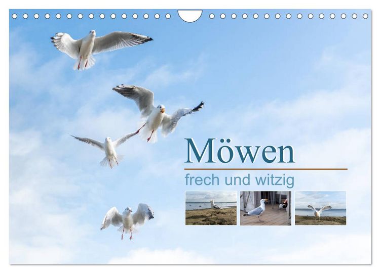 Produktbild: M&ouml;wen frech und witzig (Wandkalender 2026 DIN A4 quer), CALVENDO Monatskalender