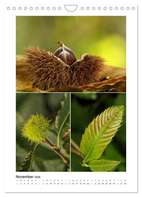Produktbild: K&ouml;stlichkeiten der Natur 2026 (Wandkalender 2026 DIN A4 hoch), CALVENDO Monatskalender