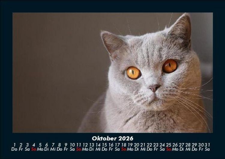 Produktbild: F&uuml;r Katzenfreunde 2026 Fotokalender DIN A5