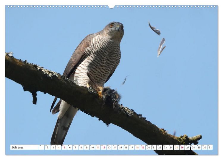 Produktbild: Sperber - Kleiner Vogel Greif (hochwertiger Premium Wandkalender 2026 DIN A2 quer), Kunstdruck in Hochglanz