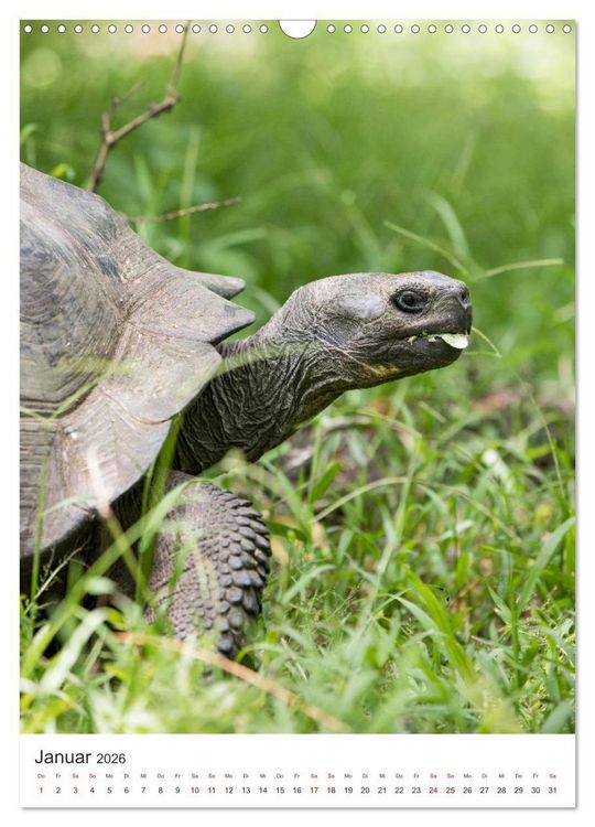 Produktbild: Galapagos - Atemberaubende Tierwelt (Wandkalender 2026 DIN A3 hoch), CALVENDO Monatskalender