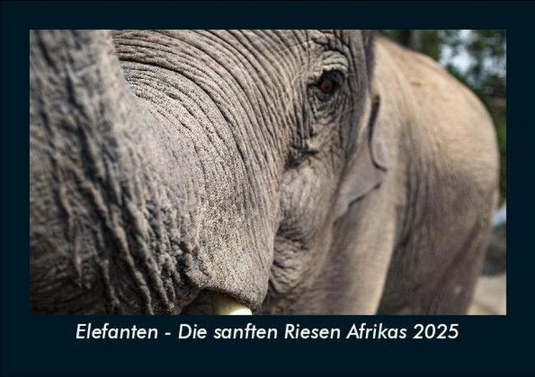 Produktbild: Elefanten - Die sanften Riesen Afrikas 2025 Fotokalender DIN A5