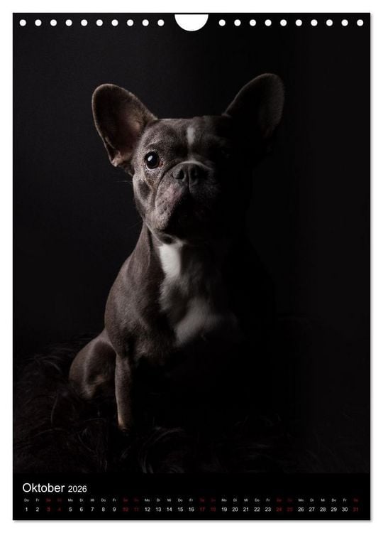 Produktbild: Bullyzauber - Franz&ouml;sische Bulldoggen (Wandkalender 2026 DIN A4 hoch), CALVENDO Monatskalender