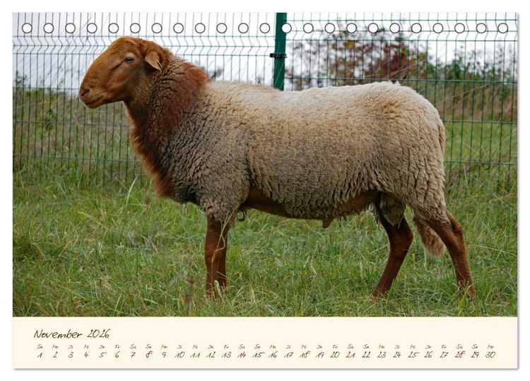 Produktbild: Coburger Fuchsschaf (Tischkalender 2026 DIN A5 quer), CALVENDO Monatskalender