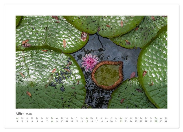 Produktbild: Amazonas, eine Reise entlang seiner Ufer (Wandkalender 2026 DIN A2 quer), CALVENDO Monatskalender