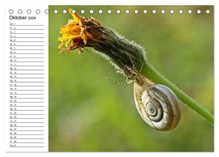 Produktbild: Der Schneckenkalender (Tischkalender 2026 DIN A5 quer), CALVENDO Monatskalender