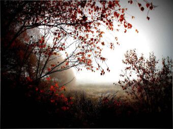 Produktbild: CALVENDO Puzzle Herbstlicht im Pennigb&uuml;ttelermoor | 1000 Teile Lege-Gr&ouml;&szlig;e 64x48cm Foto-Puzzle f&uuml;r gl&uuml;ckliche Stunden