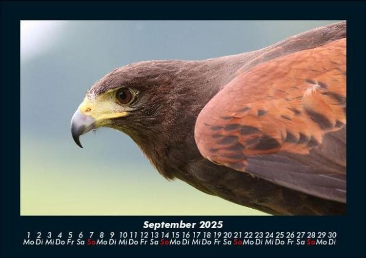 Produktbild: Welt der V&ouml;gel 2025 Fotokalender DIN A5