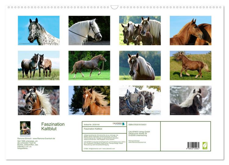 Produktbild: Faszination Kaltblut (Wandkalender 2026 DIN A2 quer), CALVENDO Monatskalender