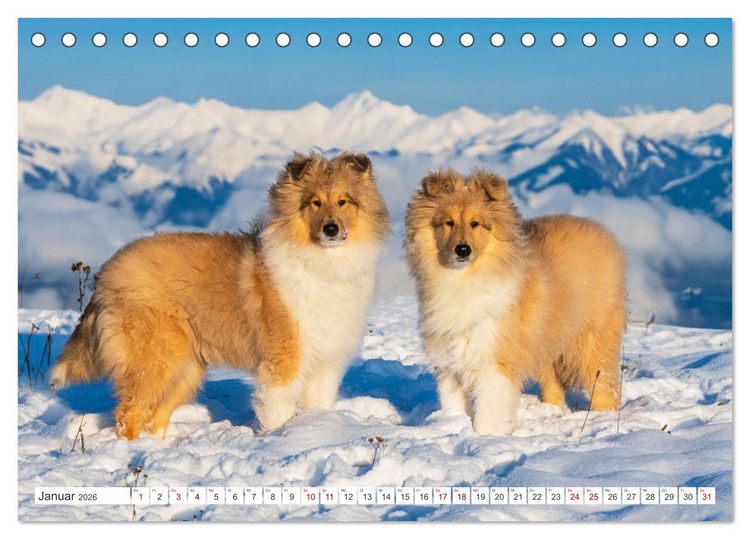Produktbild: Der Collie - ein Hund f&uuml;rs Herz (Tischkalender 2026 DIN A5 quer), CALVENDO Monatskalender