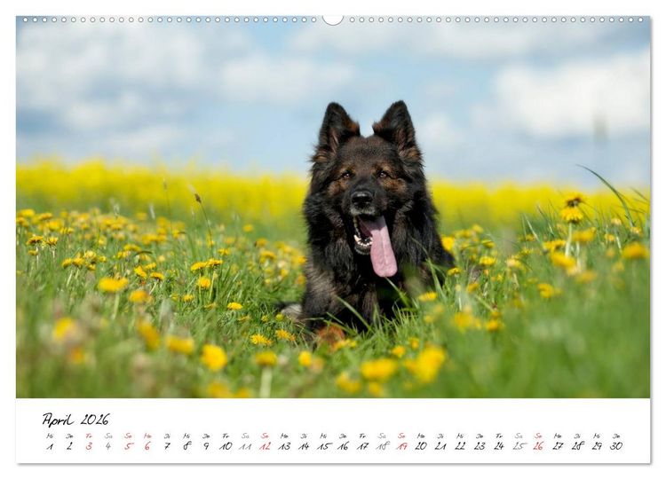 Produktbild: Zauberhafte Langhaar Sch&auml;ferhunde (hochwertiger Premium Wandkalender 2026 DIN A2 quer), Kunstdruck in Hochglanz