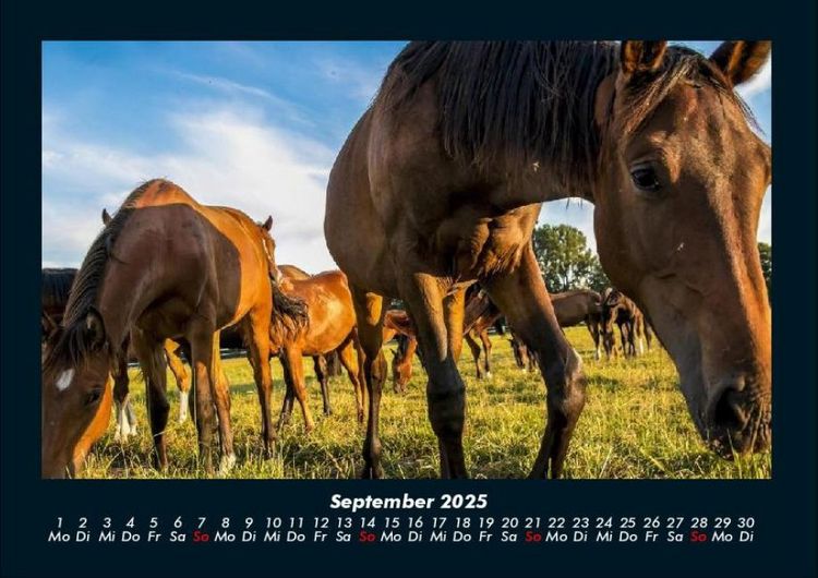 Produktbild: Die Welt der Pferde 2025 Fotokalender DIN A4