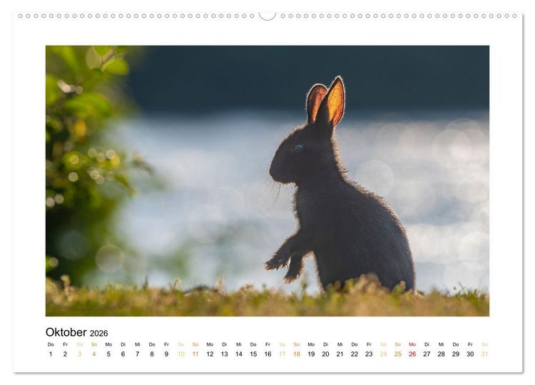 Produktbild: Wiener Tierwelt (Wandkalender 2026 DIN A2 quer), CALVENDO Monatskalender