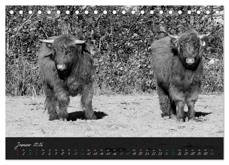 Produktbild: Highland Cattle vom Nordlicht - Faszination Hochland Rind (Tischkalender 2026 DIN A5 quer), CALVENDO Monatskalender