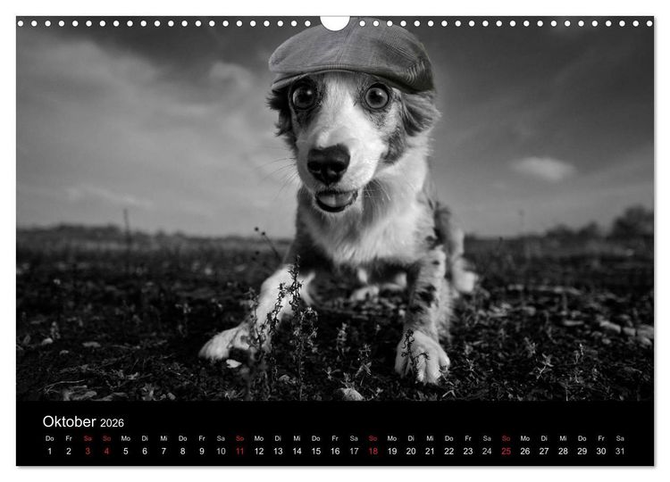 Produktbild: H&uuml;tehunde (Wandkalender 2026 DIN A3 quer), CALVENDO Monatskalender