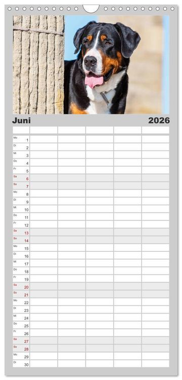 Produktbild: Familienplaner 2026 - Schweizer Sennenhunde - aus den Schweizer Alpen mit 5 Spalten (Wandkalender, 21 x 45 cm) CALVENDO