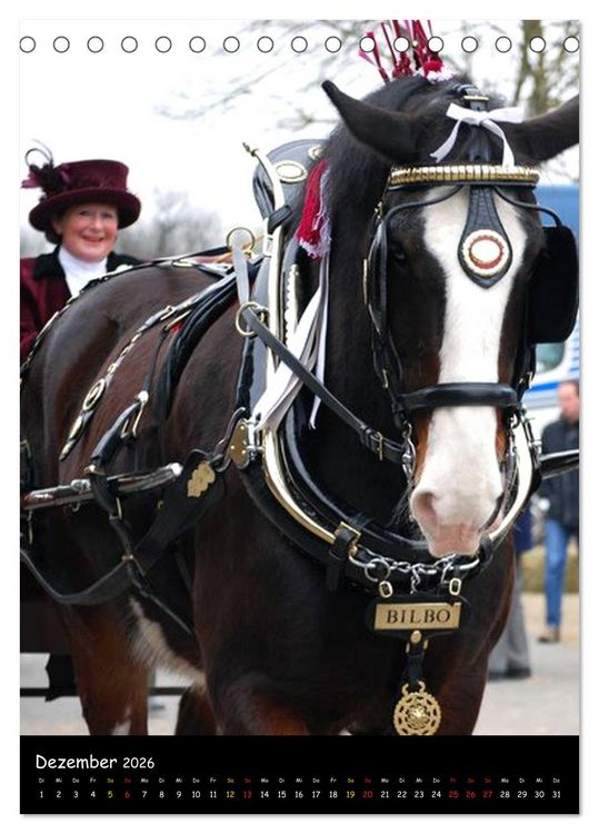 Produktbild: Shire Horse - Geschm&uuml;ckte Riesen (Tischkalender 2026 DIN A5 hoch), CALVENDO Monatskalender