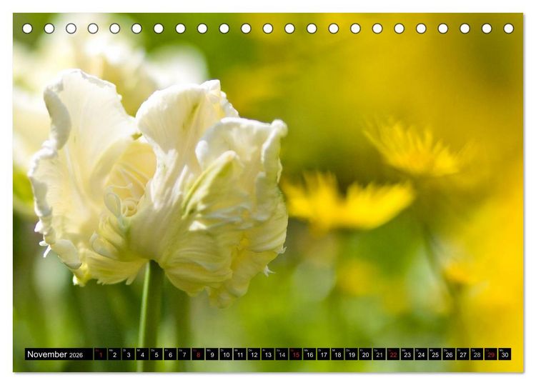 Produktbild: BLUMEN Zauber der Farben und Formen (Tischkalender 2026 DIN A5 quer), CALVENDO Monatskalender
