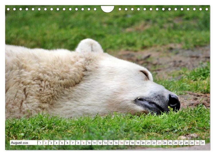 Produktbild: B&auml;ren - Der Eisb&auml;r und der Kamtschatka-Braunb&auml;r (Wandkalender 2026 DIN A4 quer), CALVENDO Monatskalender