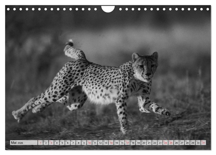 Produktbild: Wilde Tiere in schwarz-wei&szlig; (Wandkalender 2026 DIN A4 quer), CALVENDO Monatskalender