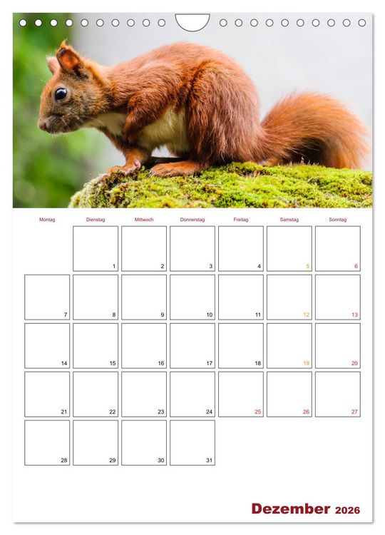 Produktbild: Eichh&ouml;rnchen Planer 2026 (Wandkalender 2026 DIN A4 hoch), CALVENDO Monatskalender