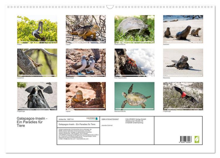 Produktbild: Galapagos-Inseln - Ein Paradies f&uuml;r Tiere (Wandkalender 2026 DIN A2 quer), CALVENDO Monatskalender
