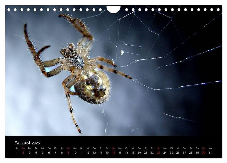 Produktbild: Unsere Spinnen - im Gespr&auml;ch (Wandkalender 2026 DIN A4 quer), CALVENDO Monatskalender