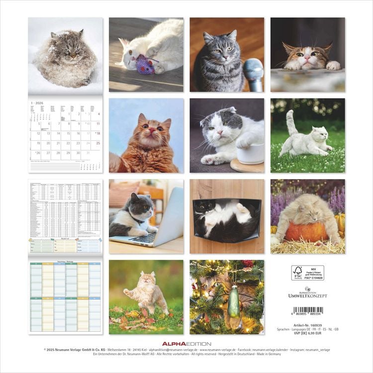 Produktbild: Funny Cats 2026 - Broschürenkalender 30x30 cm (30x60 geöffnet) - Kalender mit Platz für Notizen - Katzen - Bildkalender - Wandplaner - Katzenkalender