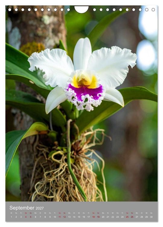 Produktbild: K&ouml;nigin Cattleya (Wandkalender 2027 DIN A4 hoch), CALVENDO Monatskalender