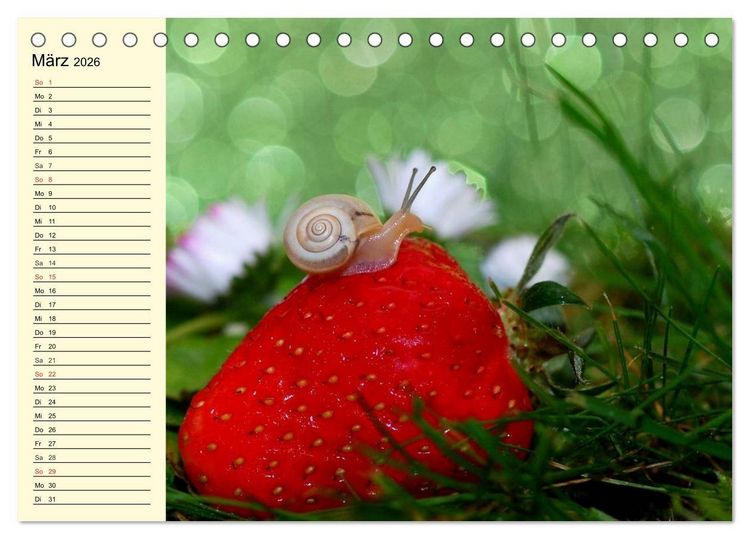 Produktbild: Schnecken. Witzige Schleimer (Tischkalender 2026 DIN A5 quer), CALVENDO Monatskalender