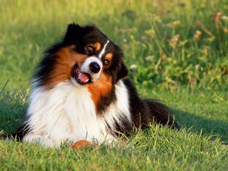 Produktbild: CALVENDO Puzzle Ein Motiv aus dem Kalender Australian Shepherd - H&uuml;tehunde mit Familienanschluss | 1000 Teile Lege-Gr&ouml;&szlig;e 64x48cm Foto-Puzzle f&uuml;r gl&uuml;ckliche Stunden