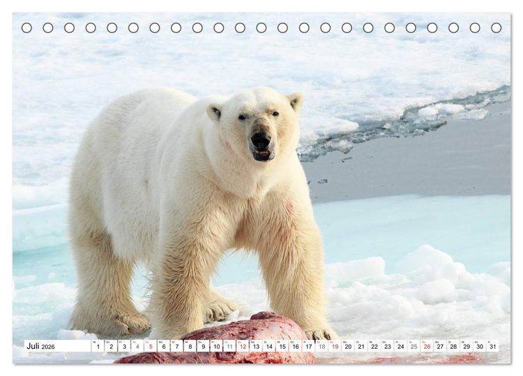 Produktbild: Eisb&auml;ren - K&ouml;nige der Arktis (Tischkalender 2026 DIN A5 quer), CALVENDO Monatskalender