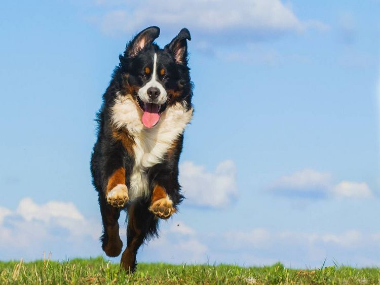 Produktbild: CALVENDO Puzzle Berner Sennenhund Merlin | 1000 Teile Lege-Gr&ouml;&szlig;e 64x48cm Foto-Puzzle f&uuml;r gl&uuml;ckliche Stunden