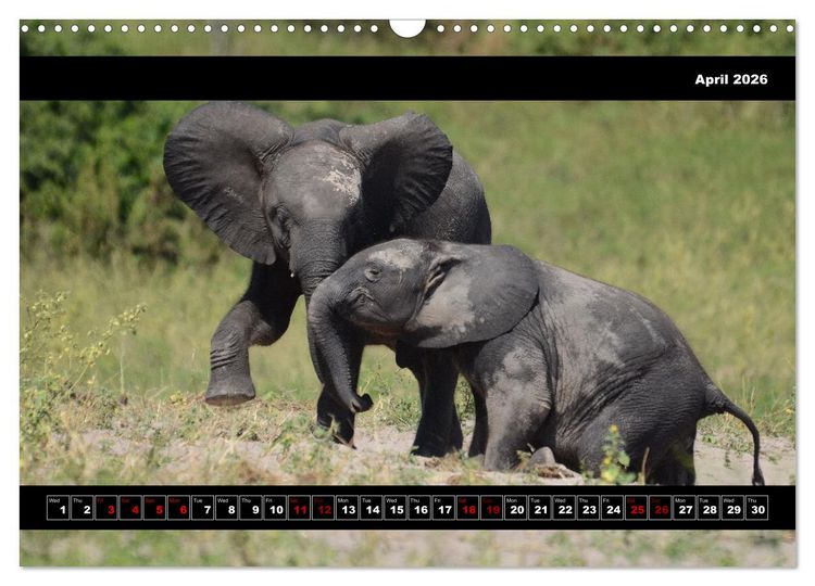 Produktbild: Elephants of Botswana (Wall Calendar 2026 DIN A3 landscape), CALVENDO 12 Month Wall Calendar