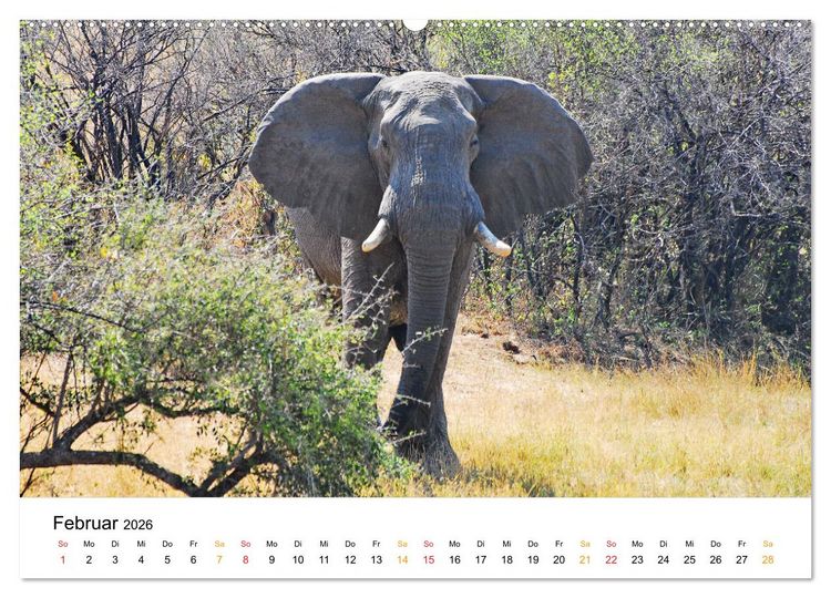Produktbild: Elefanten Impressionen (hochwertiger Premium Wandkalender 2026 DIN A2 quer), Kunstdruck in Hochglanz