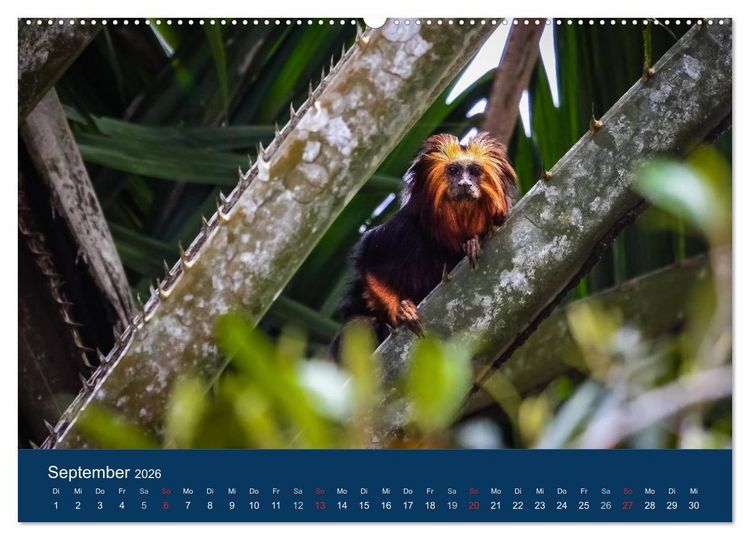 Produktbild: Brasilien tierisch gut 2026 (hochwertiger Premium Wandkalender 2026 DIN A2 quer), Kunstdruck in Hochglanz