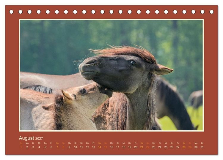 Produktbild: Die letzten Wilden - freilebende Pferde in D&uuml;lmen (Tischkalender 2027 DIN A5 quer), CALVENDO Monatskalender