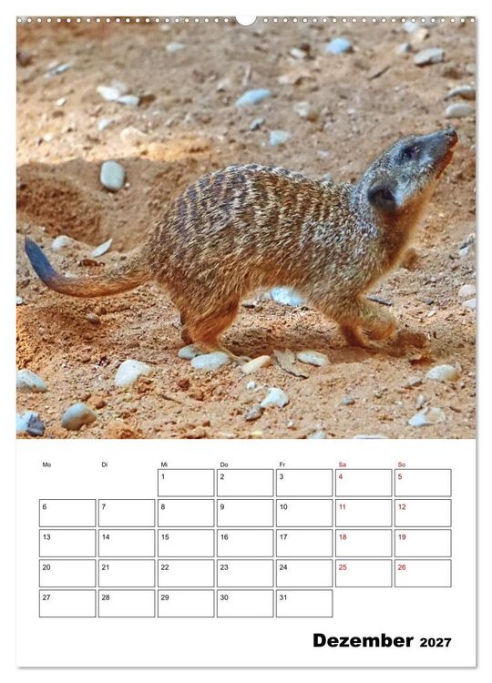 Produktbild: Niedliche Erdm&auml;nnchen (Wandkalender 2027 DIN A2 hoch), CALVENDO Monatskalender