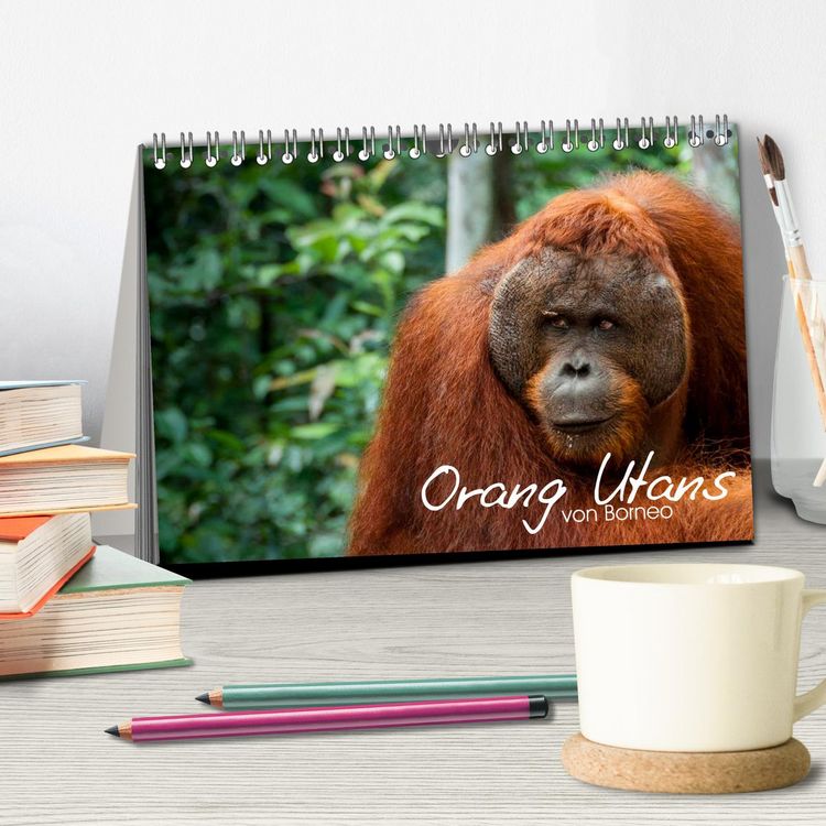 Produktbild: Orang Utans von Borneo Tierkalender 2026 (Tischkalender 2026 DIN A5 quer), CALVENDO Monatskalender