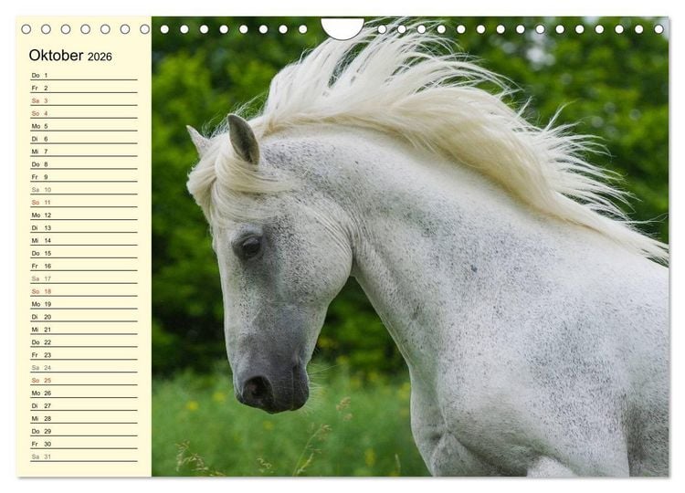 Produktbild: Traumpferd Lipizzaner (Wandkalender 2026 DIN A4 quer), CALVENDO Monatskalender