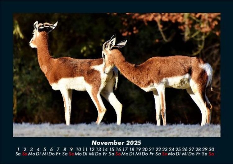 Produktbild: Tierkalender 2025 Fotokalender DIN A5