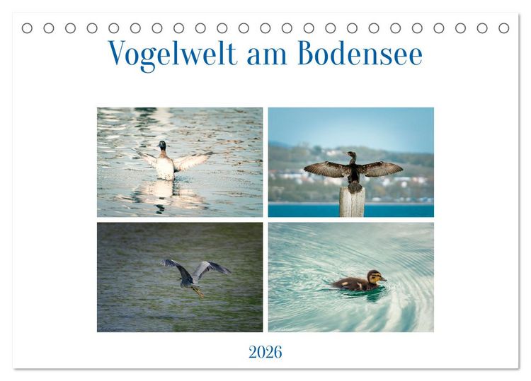 Produktbild: Vogelwelt am Bodensee 2026 (Tischkalender 2026 DIN A5 quer), CALVENDO Monatskalender