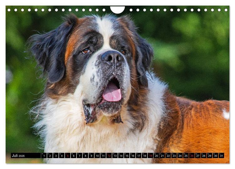 Produktbild: Bernhardiner - Gigant auf vier Pfoten (Wandkalender 2026 DIN A4 quer), CALVENDO Monatskalender