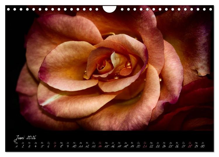 Produktbild: Floral Portraits - Blumen Impression (Wandkalender 2026 DIN A4 quer), CALVENDO Monatskalender