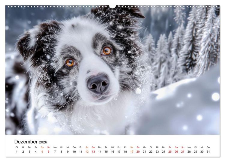 Produktbild: Border Collies H&uuml;teprofis (Wandkalender 2026 DIN A2 quer), CALVENDO Monatskalender